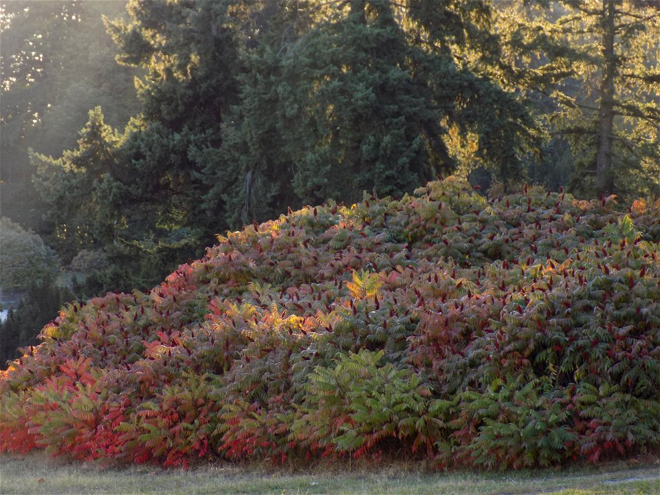 Hryshko National Botanical Garden