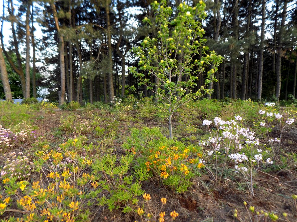 Hryshko National Botanical Garden