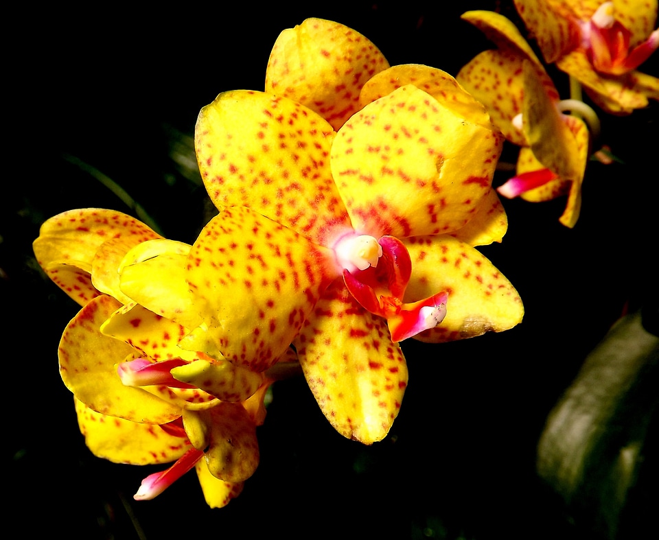 Tropical plant exotic