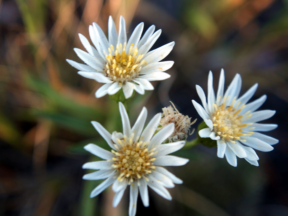 White Prairie Aster