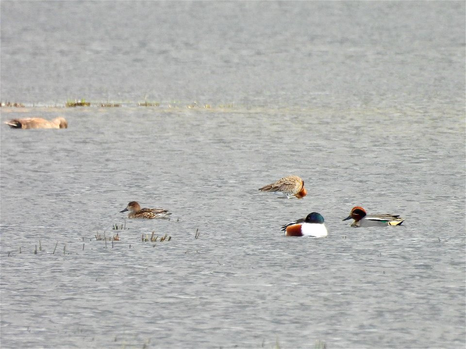 Slobeend, wintertaling en grutto