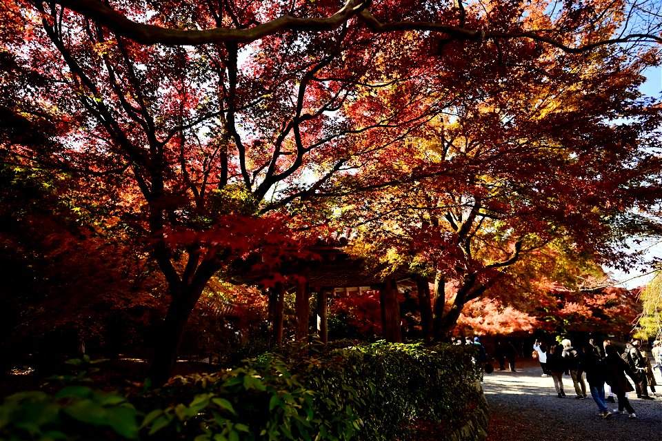 京都宇治平等院鳳凰堂 / Byodoin Hoohdo temple in Kyoto