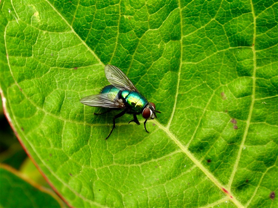 Groene vleesvlieg