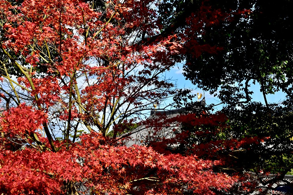 京都宇治平等院鳳凰堂 / Byodoin Hoohdo temple in Kyoto