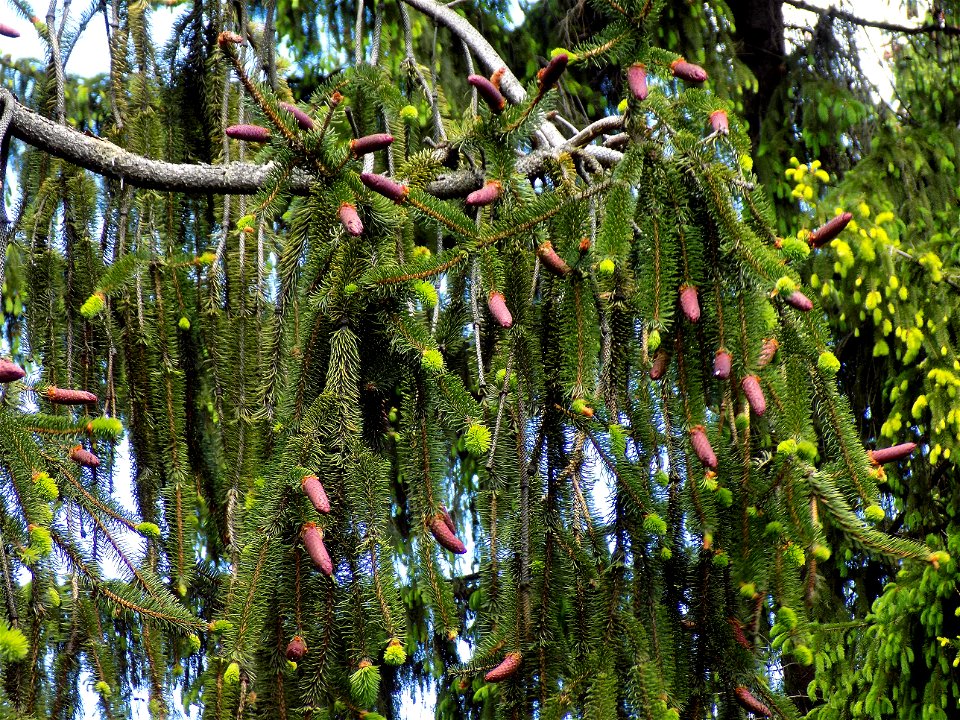 Hryshko National Botanical Garden