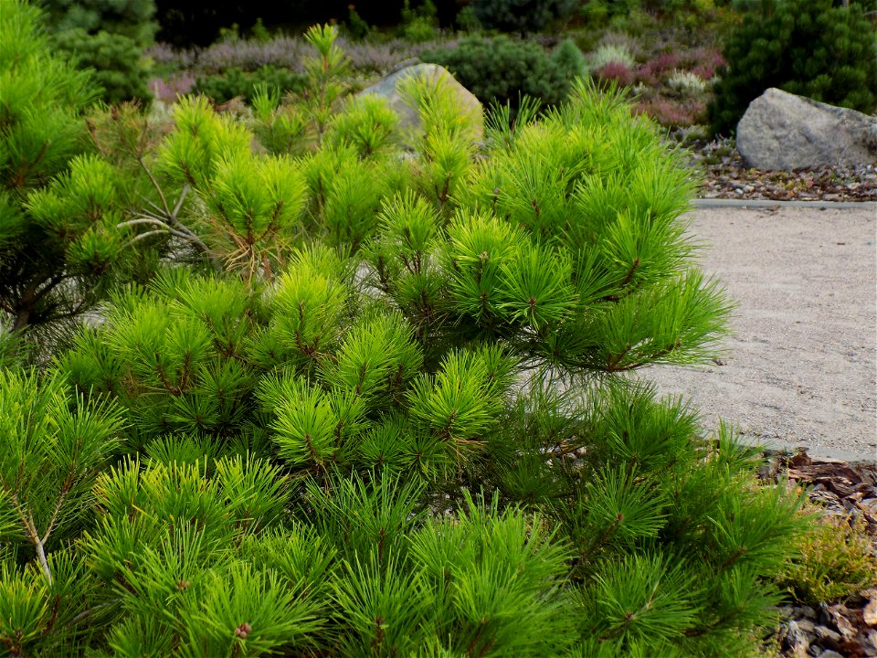 Hryshko National Botanical Garden