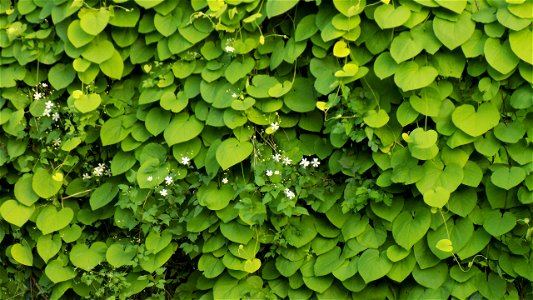 Hryshko National Botanical Garden