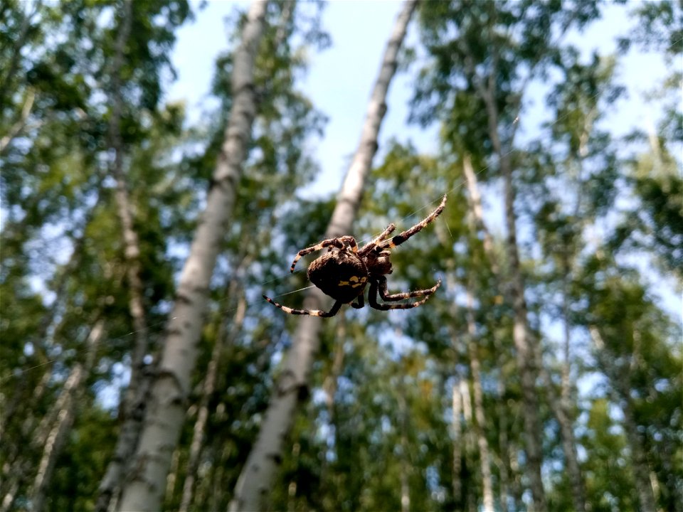 Forest spider