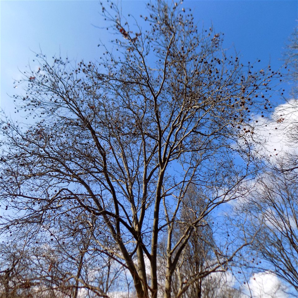 Hryshko National Botanical Garden
