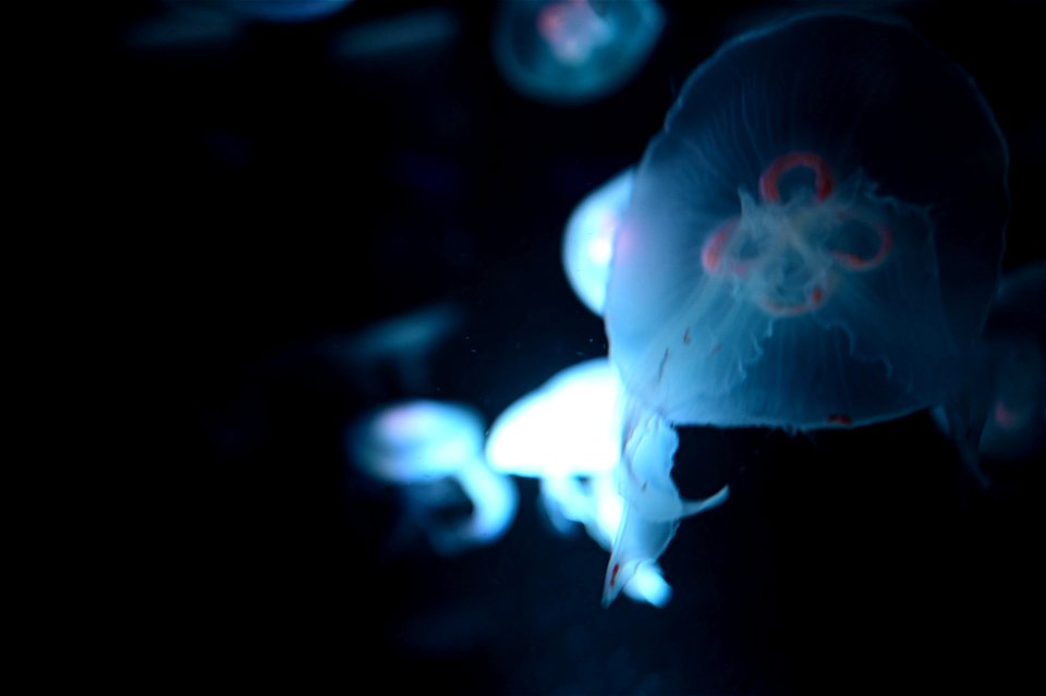 京都水族館 / Kyoto Aquarium