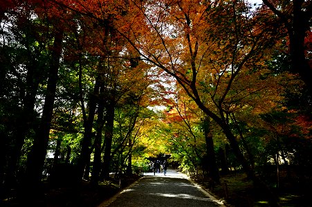京都龍安寺/Kyoto Ryoanji