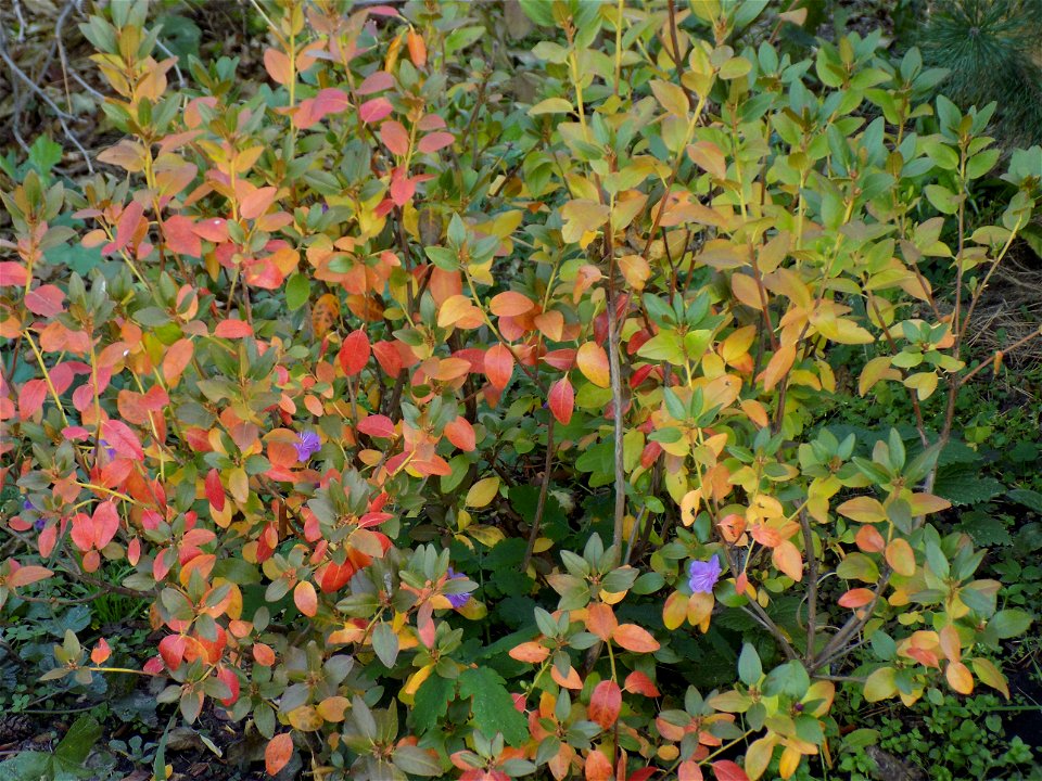Hryshko National Botanical Garden