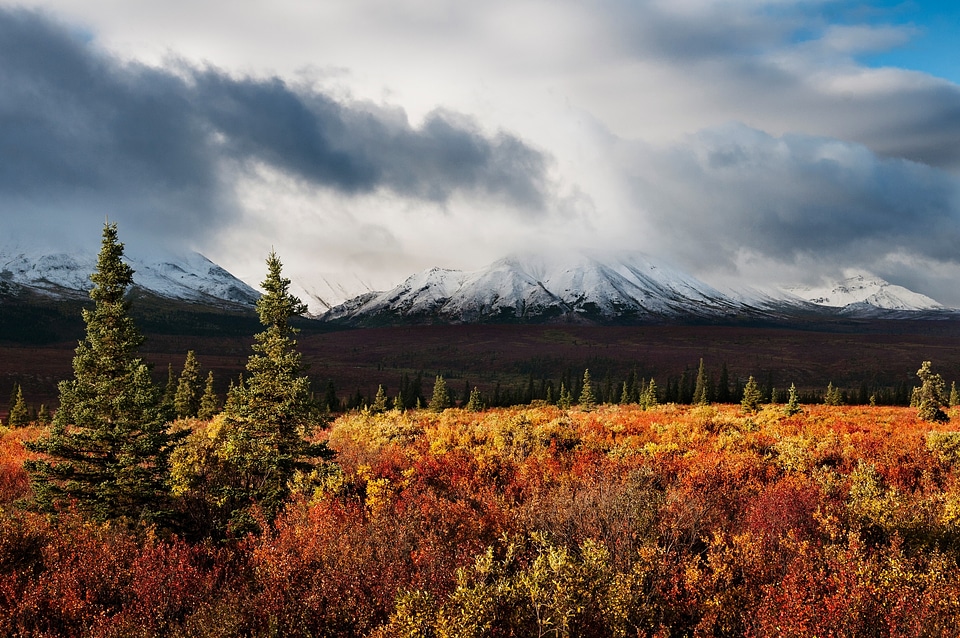 Foliage Denali National Park