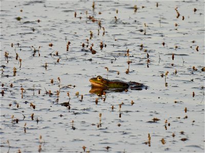 Groene kikker photo