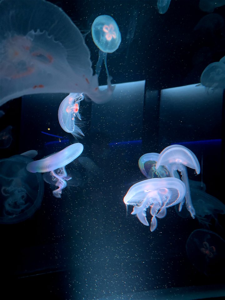 京都水族館 / Kyoto Aquarium