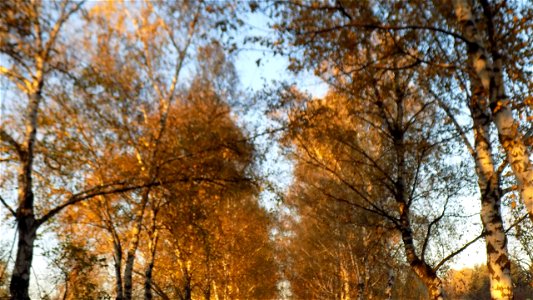Hryshko National Botanical Garden