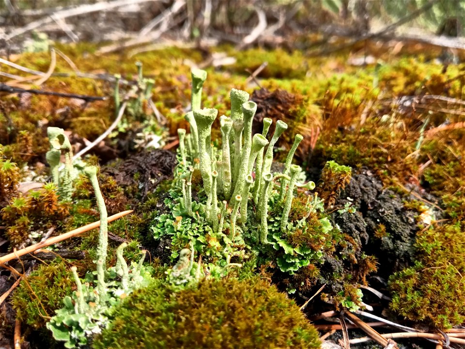 Lichen
