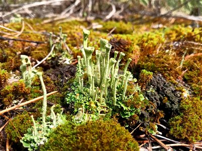 Lichen photo