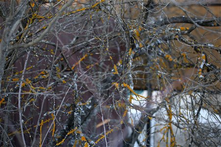 Branches with lichen photo