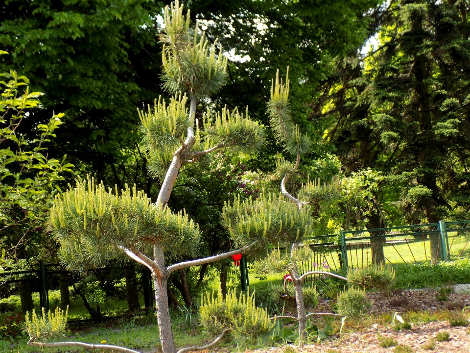 Hryshko National Botanical Garden