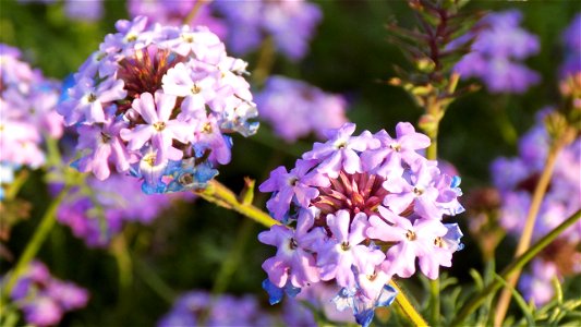 Hryshko National Botanical Garden