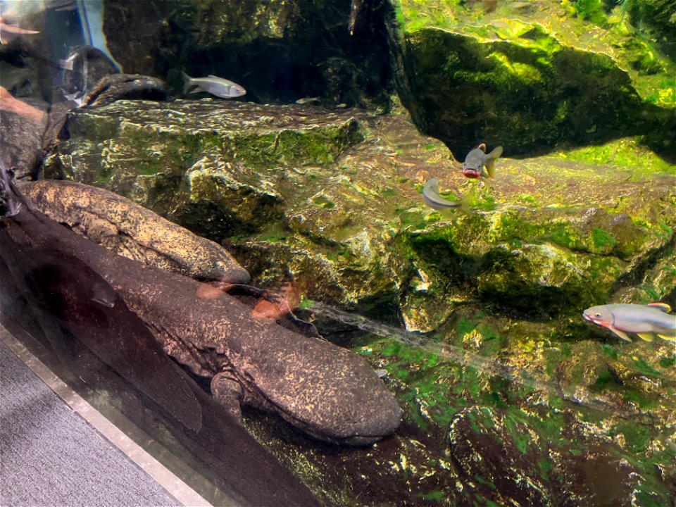 京都水族館 / Kyoto Aquarium
