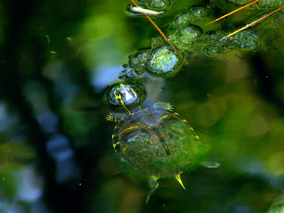 Baby Turtle in a pond on Fripp Island, SC photo