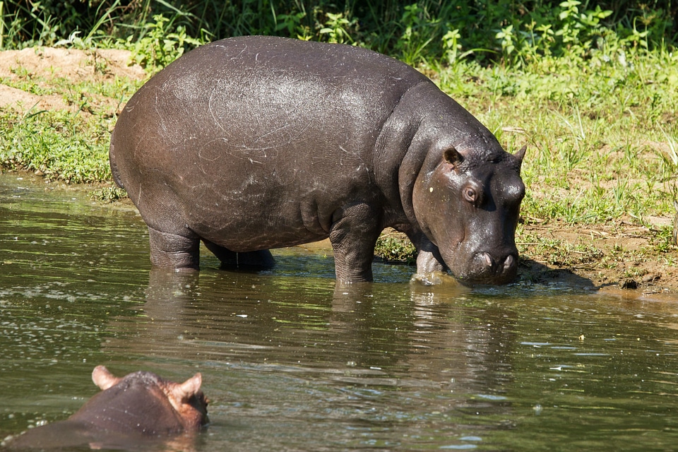 Animal wildlife africa