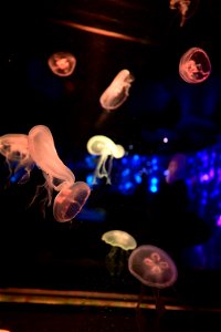 京都水族館 / Kyoto Aquarium