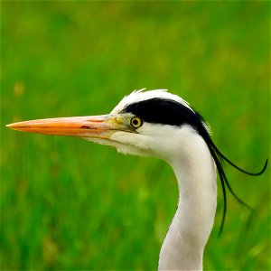 Blauwe reiger