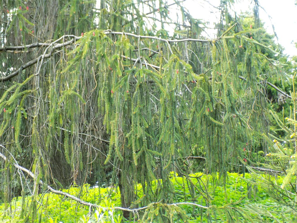 Hryshko National Botanical Garden