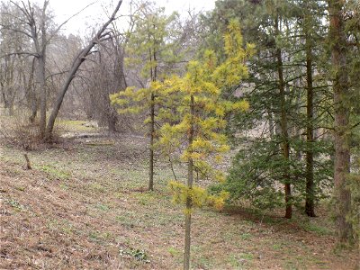 Hryshko National Botanical Garden