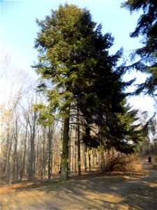 Hryshko National Botanical Garden