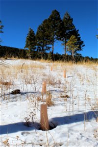 Seedling on Sandia RD