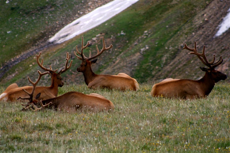 Bull Elk in the Alpine Tundra