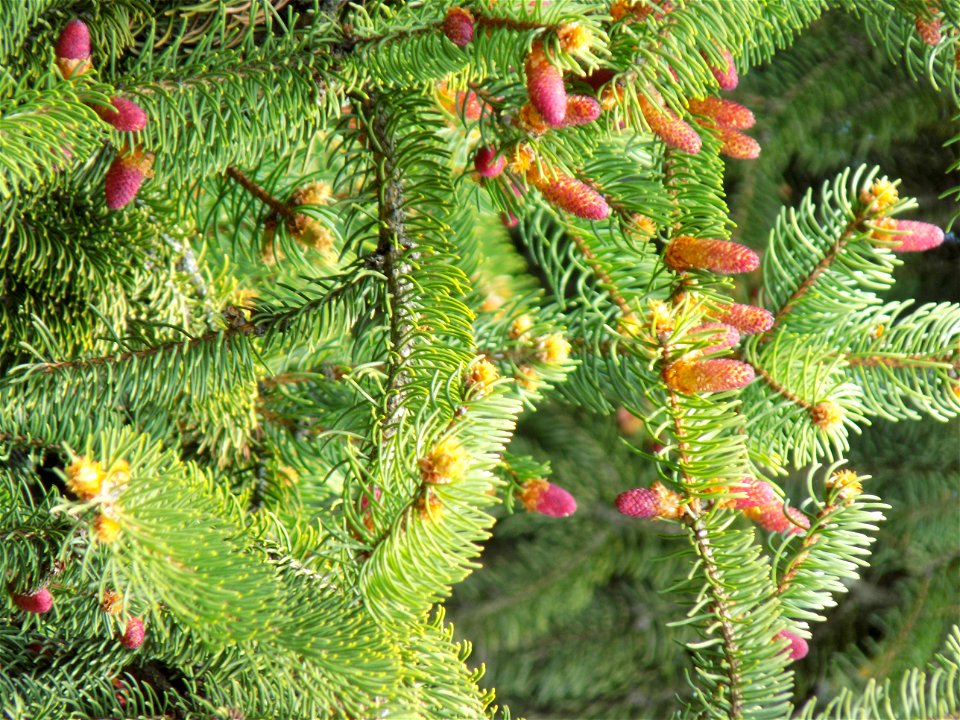 Hryshko National Botanical Garden