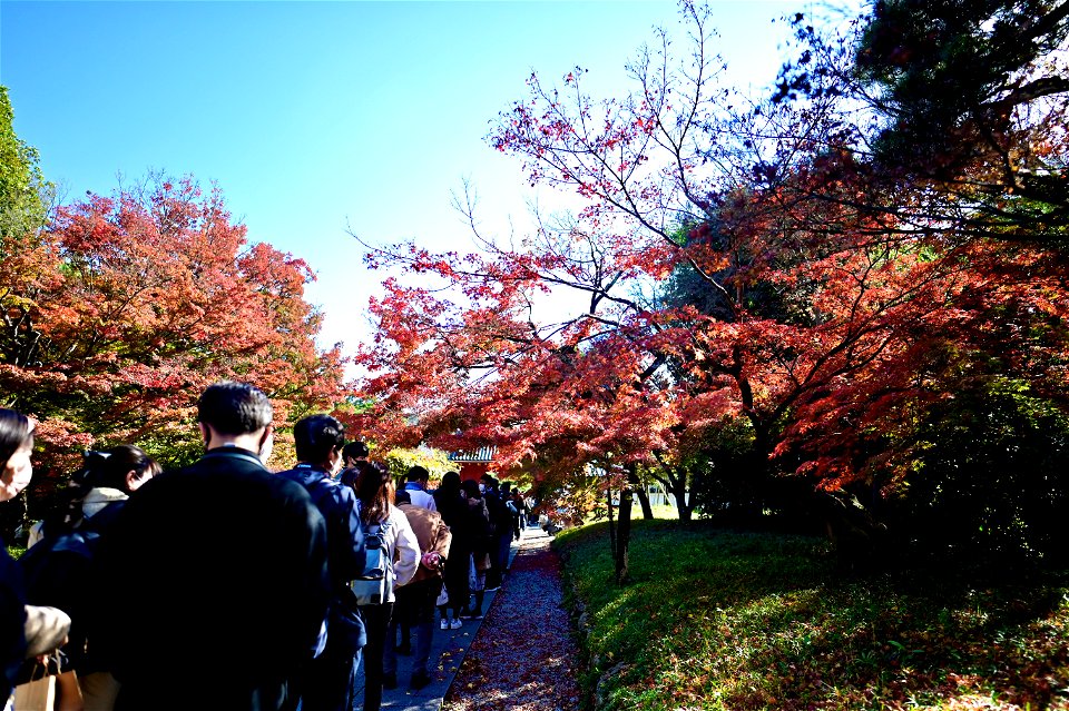 京都宇治平等院鳳凰堂 / Byodoin Hoohdo temple in Kyoto photo