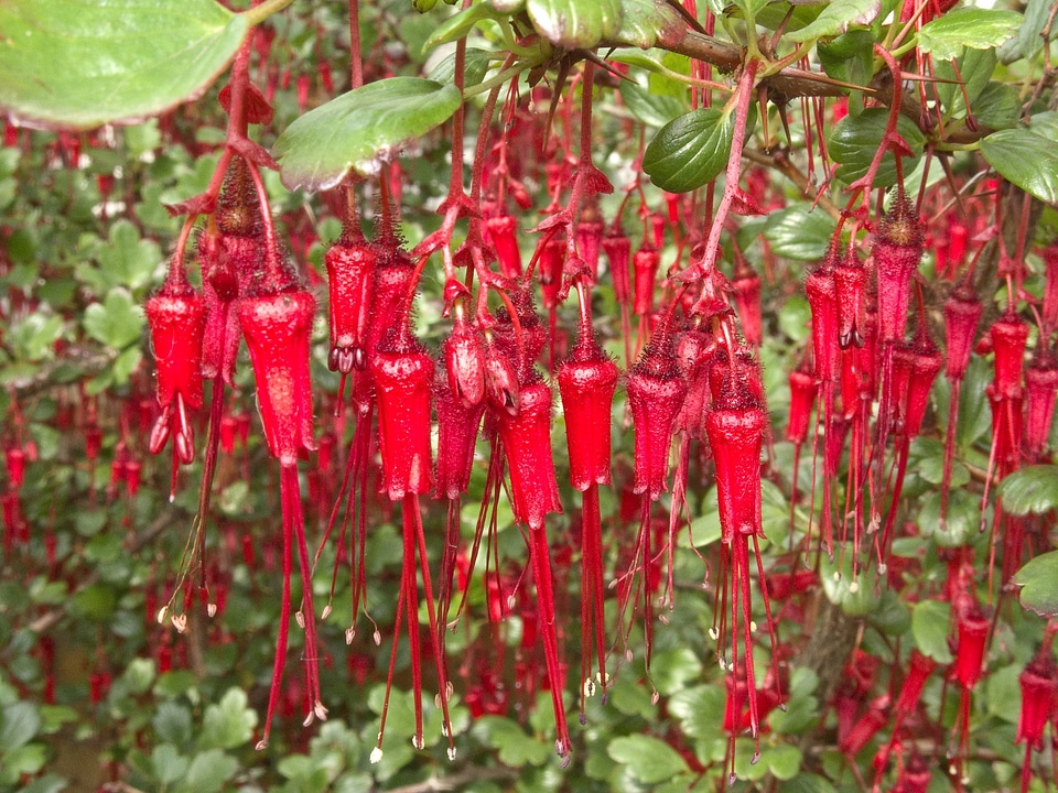 Red flowers Ribes speciosum