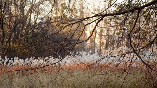 Hryshko National Botanical Garden