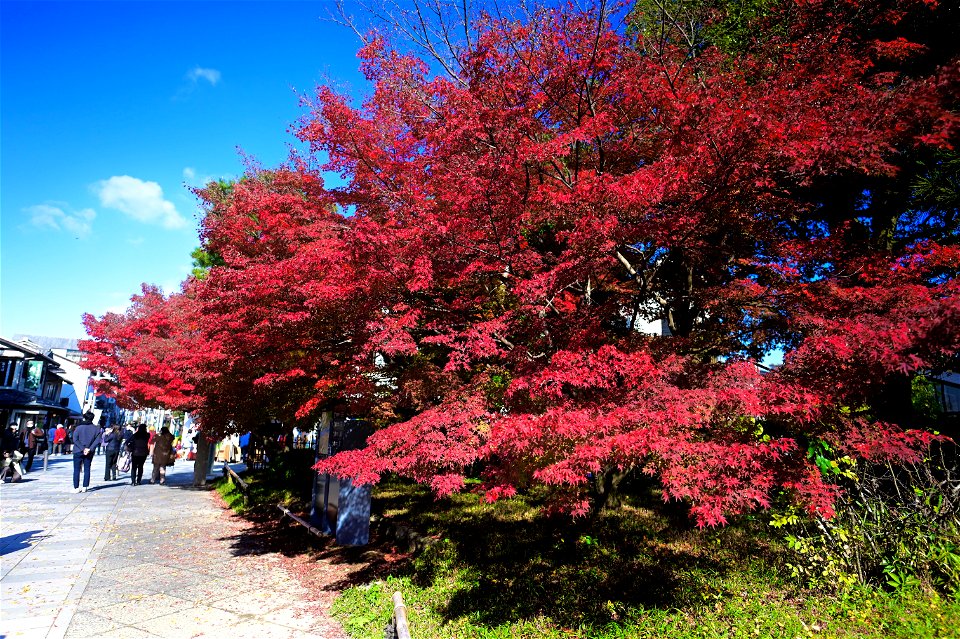 京都宇治平等院鳳凰堂 / Byodoin Hoohdo temple in Kyoto
