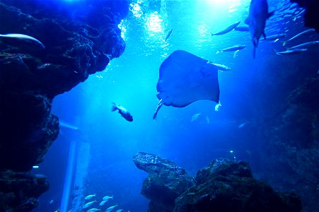 京都水族館 / Kyoto Aquarium
