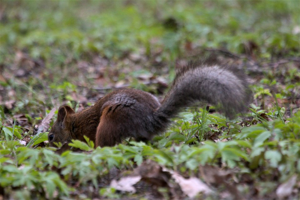 A squirrel hidding meal