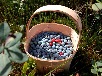 Punnet of berries photo