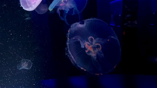京都水族館 / Kyoto Aquarium