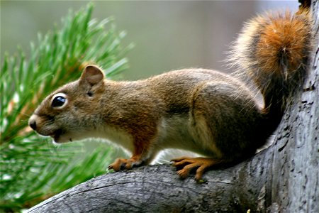 Young Squirrel photo