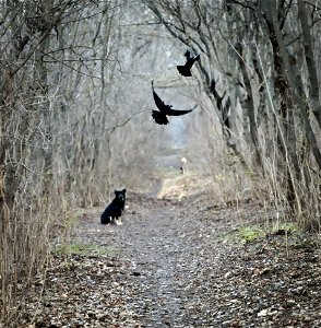 Dogs & Crows