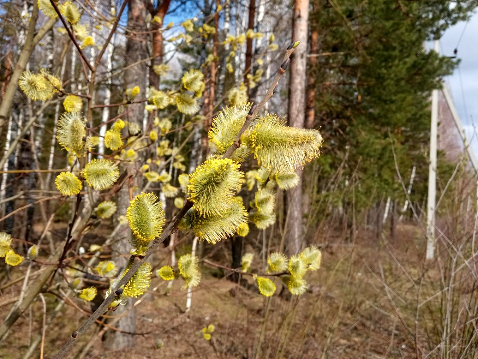 Blooming willow