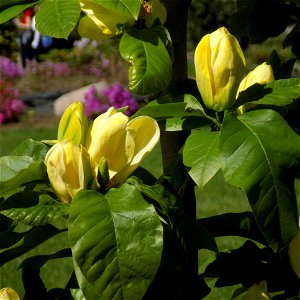 Hryshko National Botanical Garden