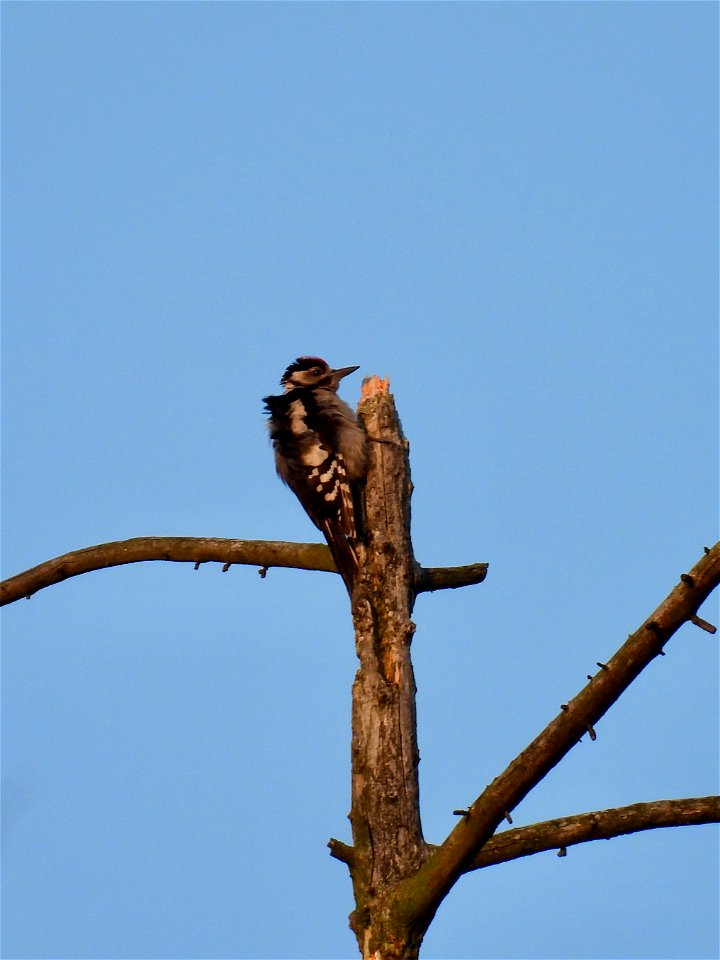 Grote bonte specht