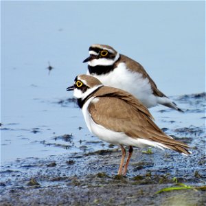 Kleine plevieren